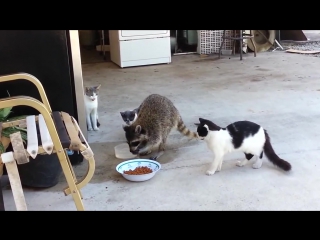 raccoon steals food from cats