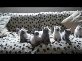 kittens are dancing